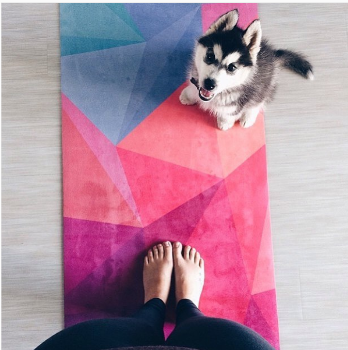 dog on a yoga mat